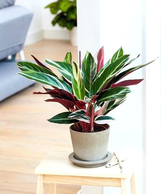 Tips Penjagaan Pokok ‘Indoor Plants’ Dari Rumah